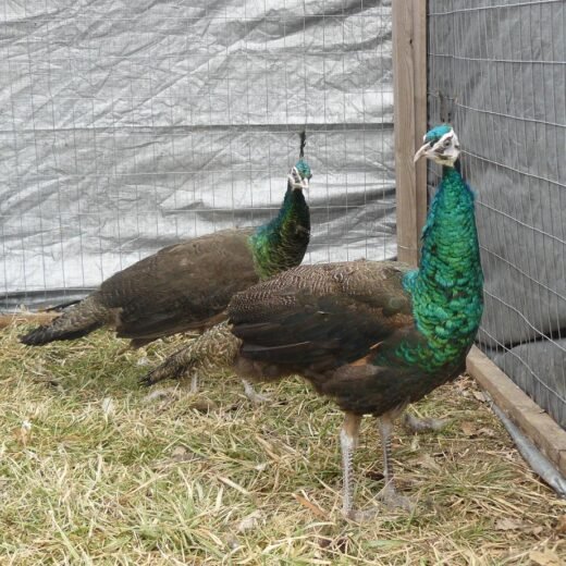 spalding peafowl pair for sale