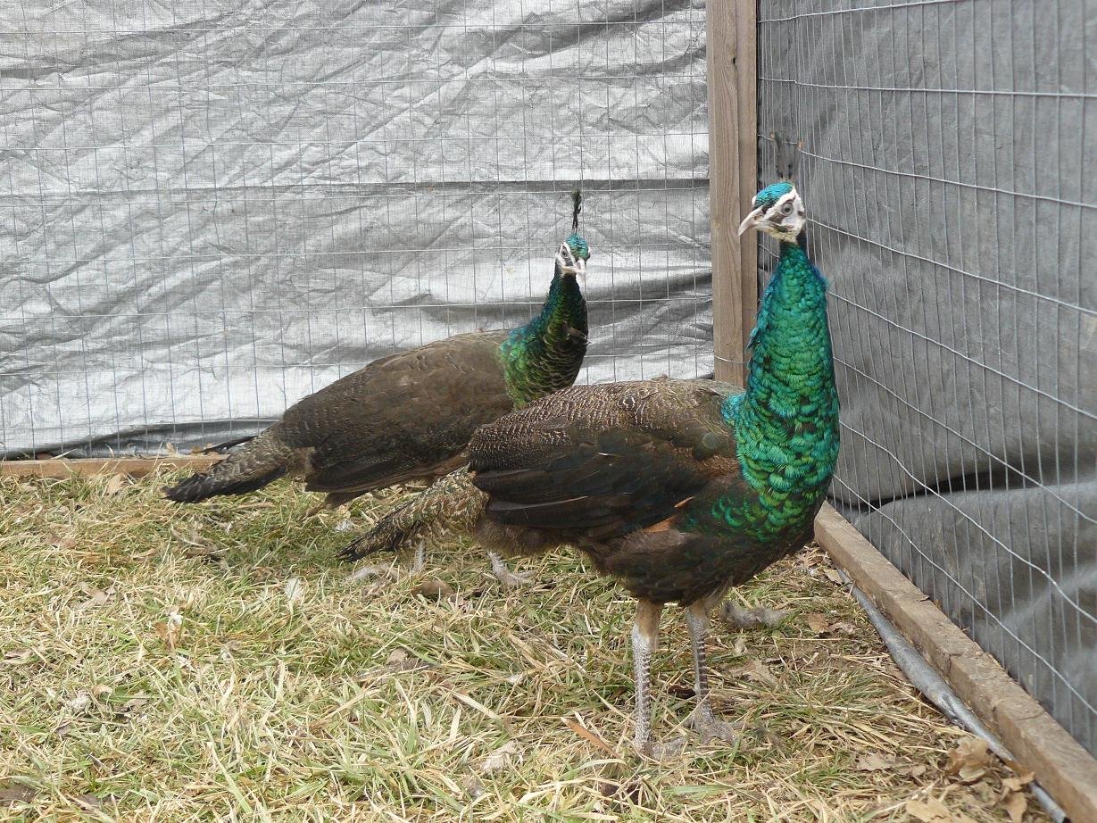 spalding peafowl pair for sale