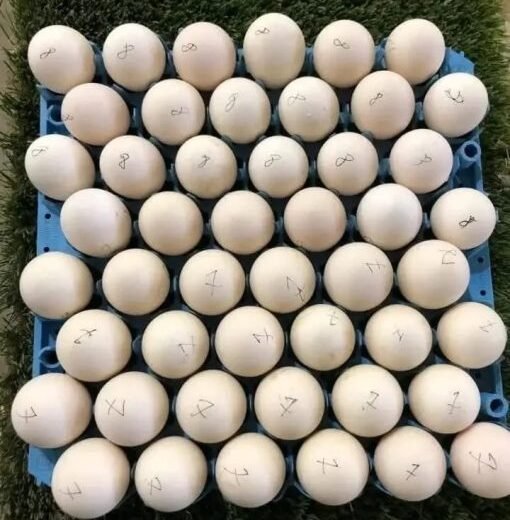 fertile Spangle hatching eggs for sale