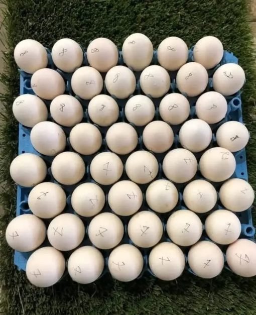 fertile Spangle hatching eggs for sale