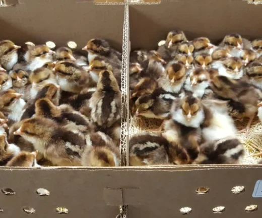 Spangled Kelso Day-Old Chicks For Sale