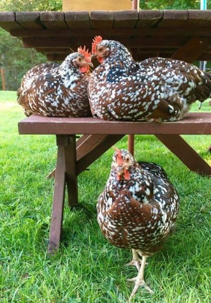speckled sussex roosters - Image 3