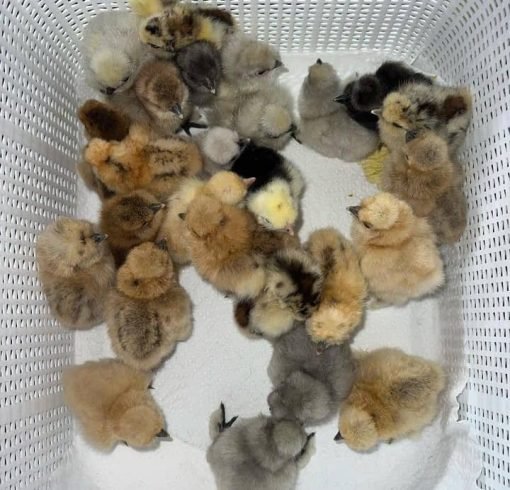 Sweater 5k-5000 Day-Old Baby Chicks for Sale