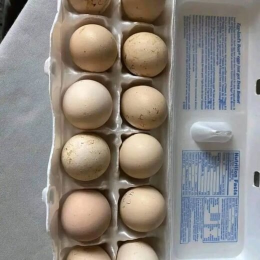 Sweater 5K Gamefowl Hatching Eggs for sale