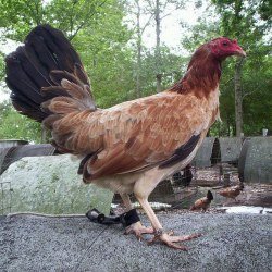 Sweater Hens for Sale