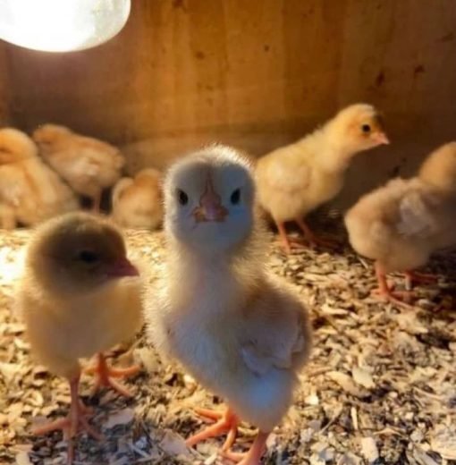Sweater Possum Day-Old Baby Chicks for Sale