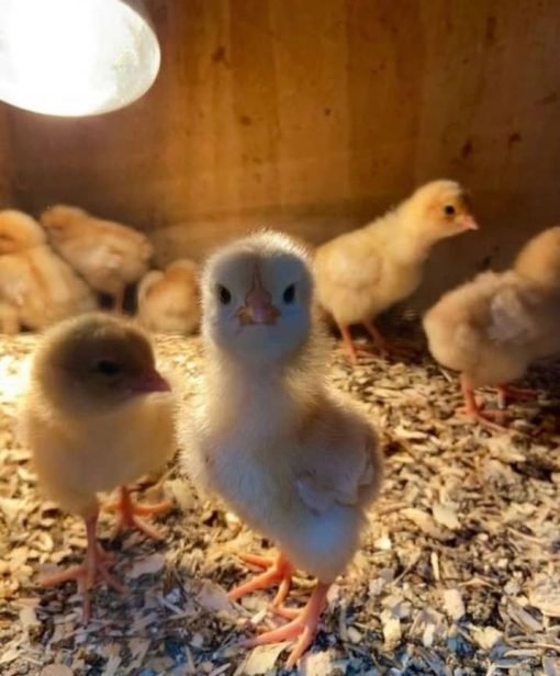 Sweater Possum Day-Old Baby Chicks for Sale