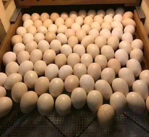 Sweater Possum Gamefowl Hatching Eggs for sale