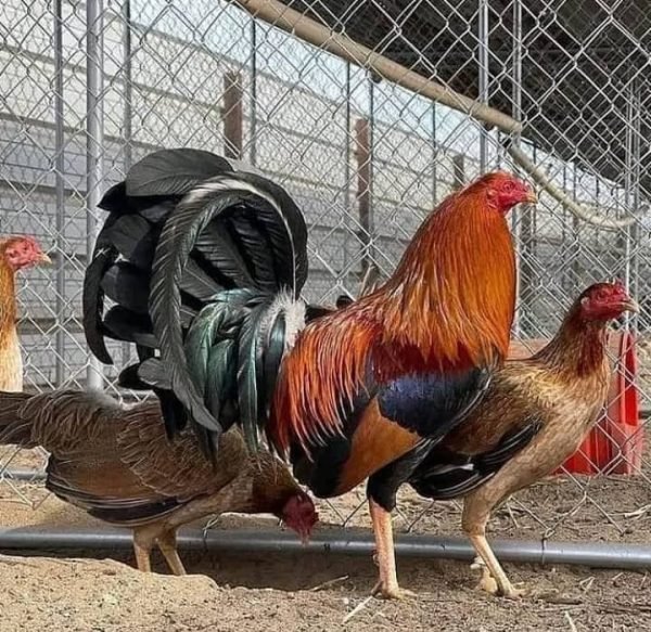 Sweater Possum Trio for Sale - Image 2