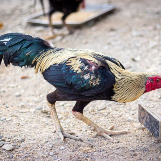 thai fighting rooster for sale