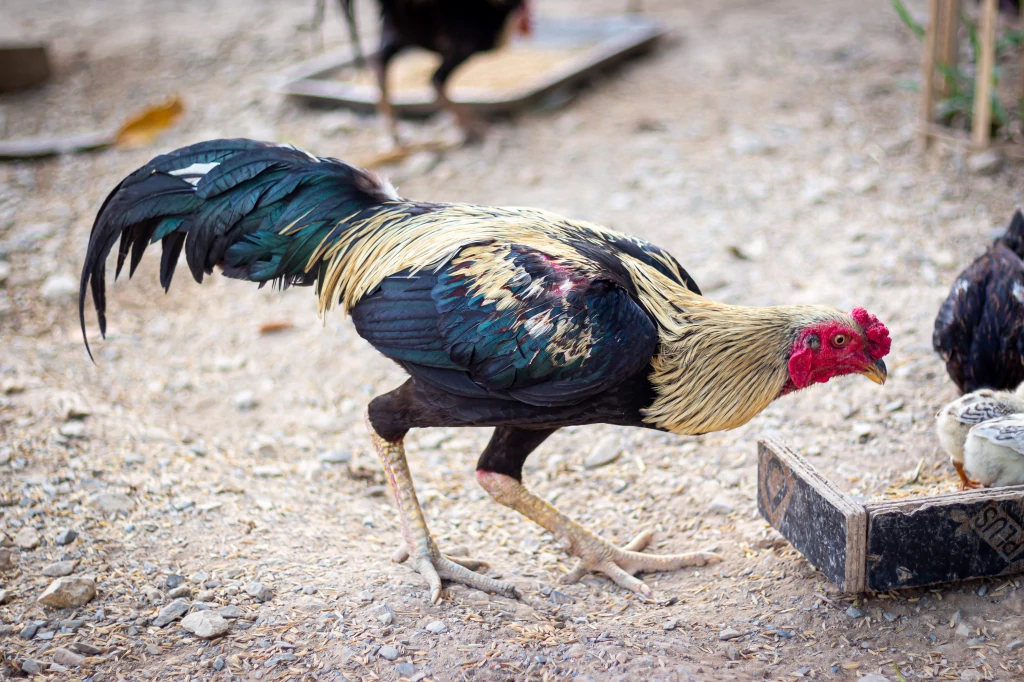 thai fighting rooster for sale