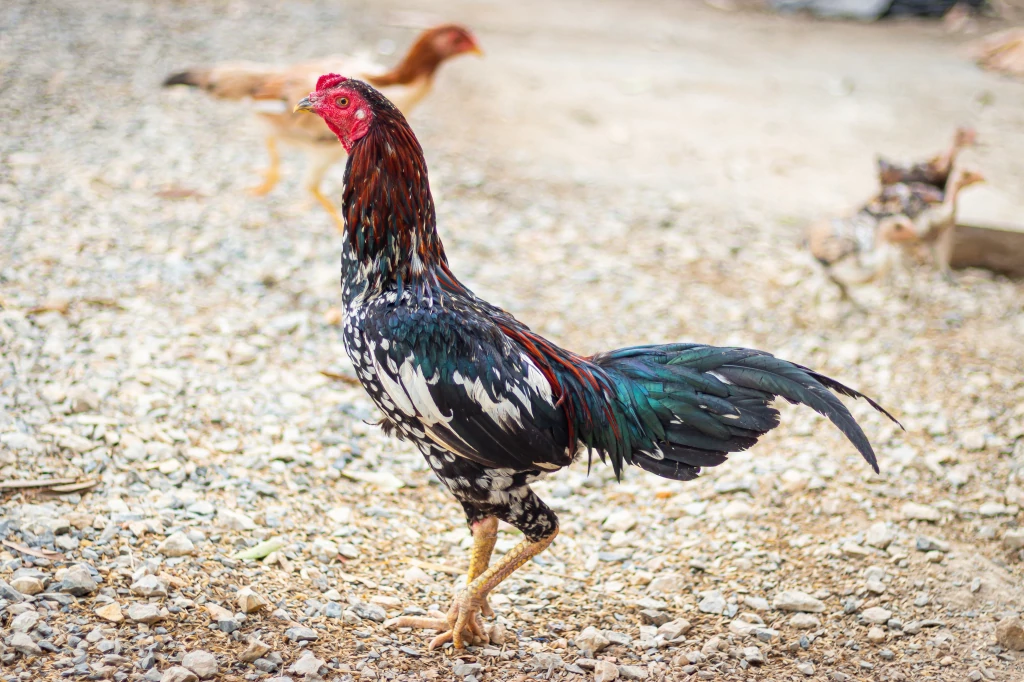 thai fighting rooster for sale - Image 2