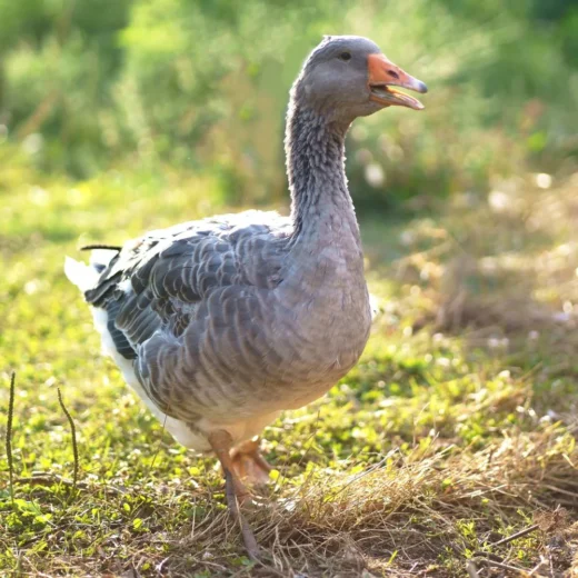 14-Month-Old Toulouse Gander for Sale