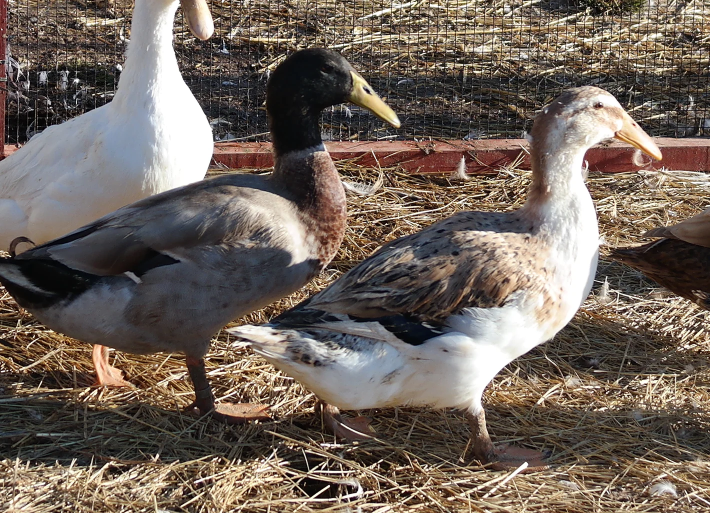 dutch hookbill ducks for sale - Image 4