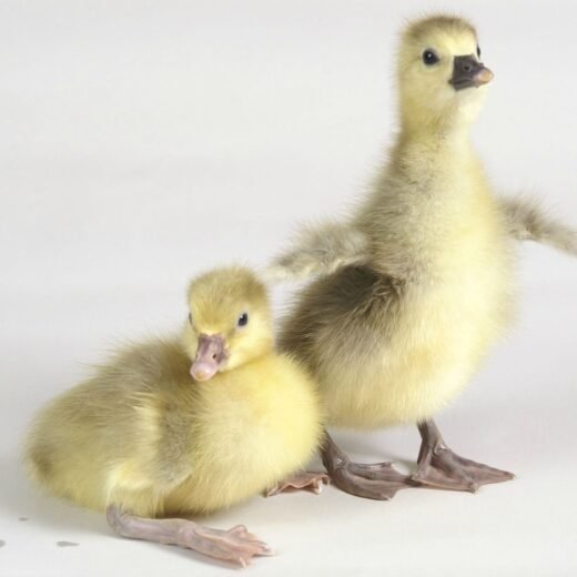 Buy Tufted Roman Geese For Sale