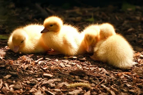 Buy Tufted Roman Geese For Sale - Image 2