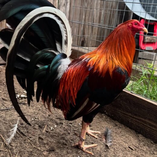 Bruce Barnett Kelso gamefowl for sale