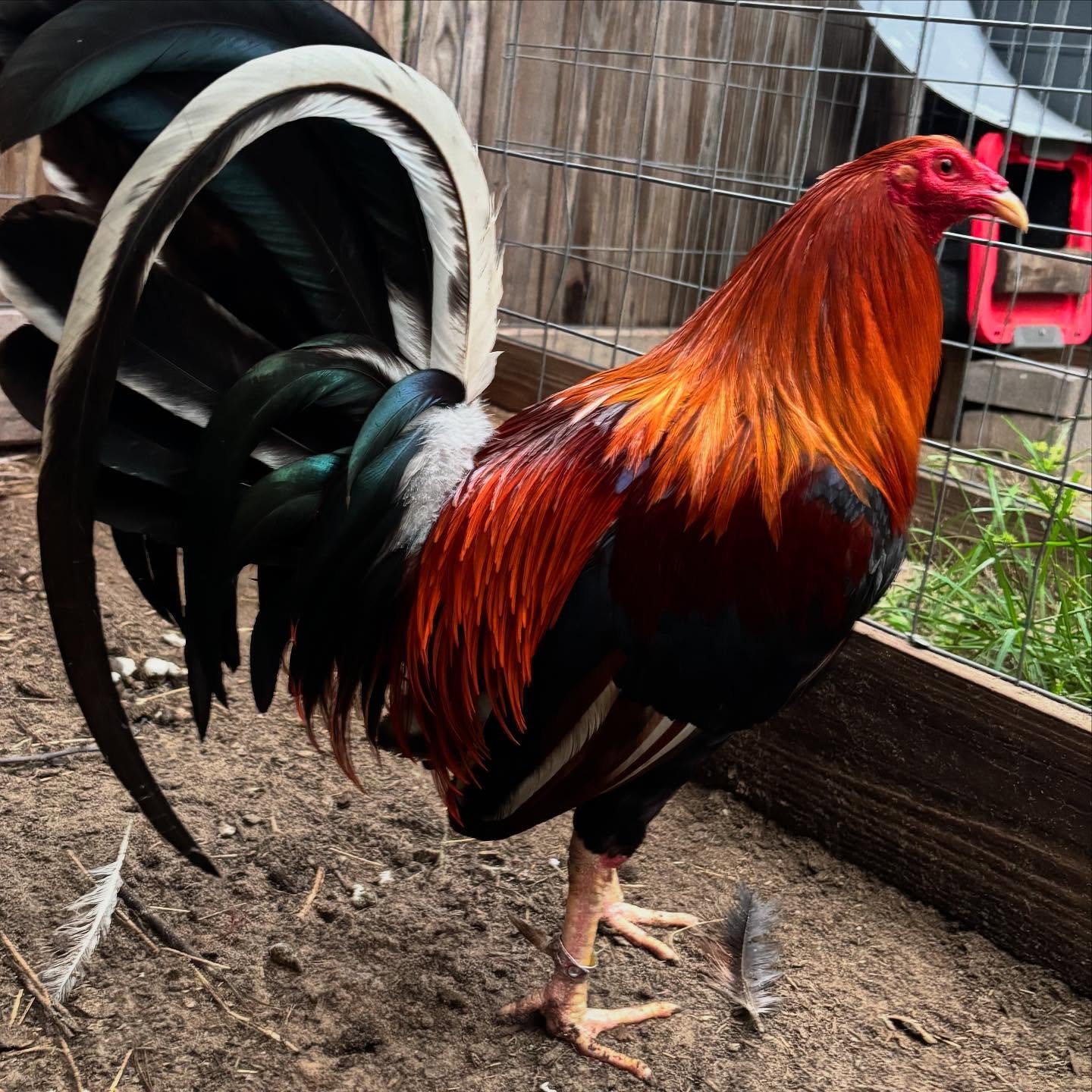 Bruce Barnett Kelso gamefowl for sale