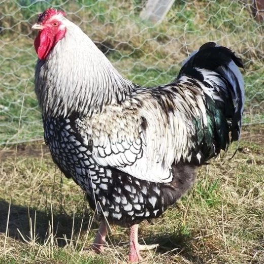 Silver Laced Wyandotte Roosters