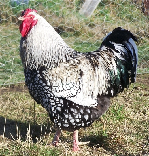 Silver Laced Wyandotte Roosters