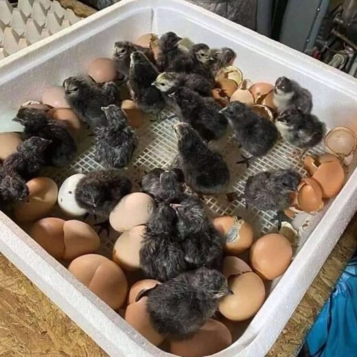 warhorse day old chicks for sale