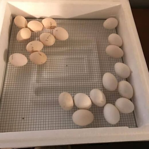 fertile Warhorse Gamefowl Hatching Eggs