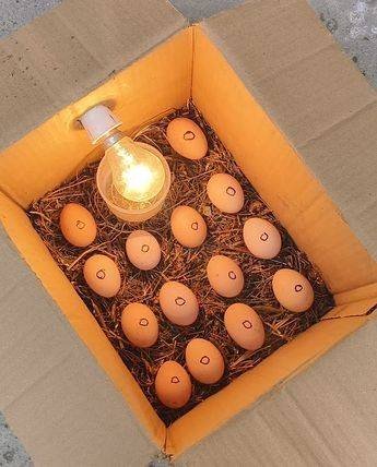 fertile Warhorse hatching eggs for sale