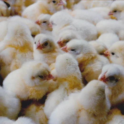 day-old Pure White Hackle chicks