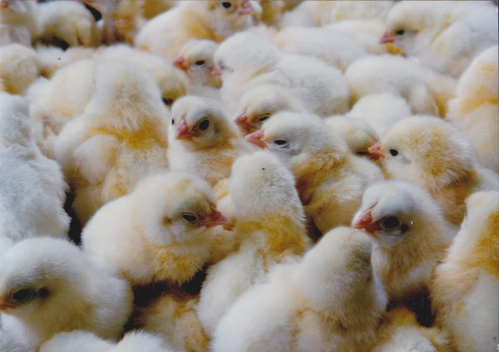 day-old Pure White Hackle chicks