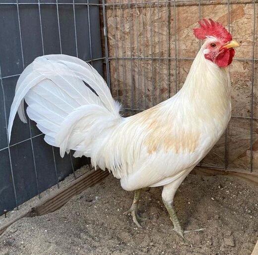 Buy purebred White Claret gamefowl roosters