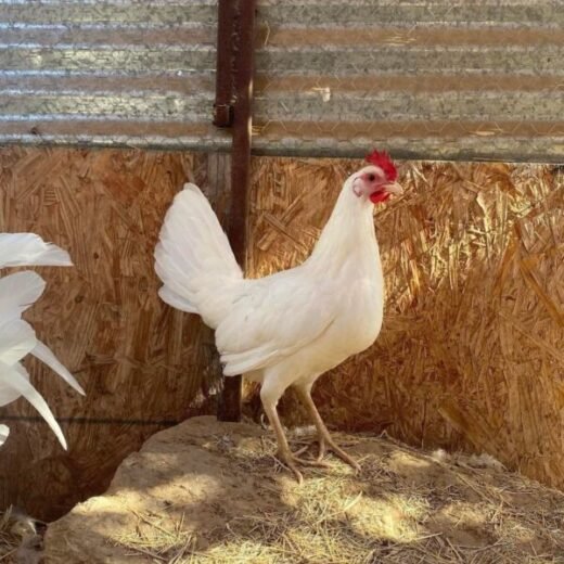 White Claret Pullet for Sale