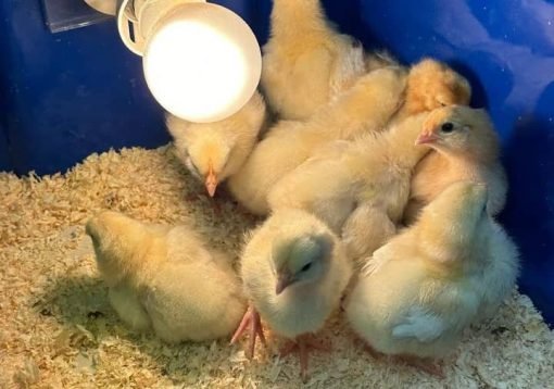 Rare White Kelso Day-Old Baby Chicks for Sale