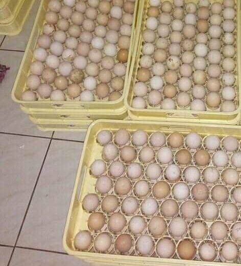 White Kelso Hatching Eggs for Sale