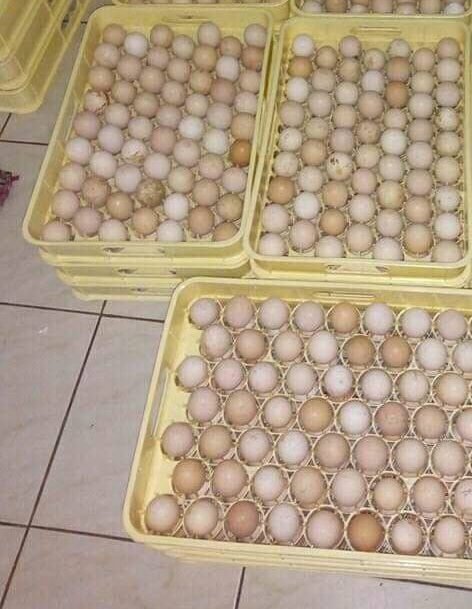 White Kelso Hatching Eggs for Sale