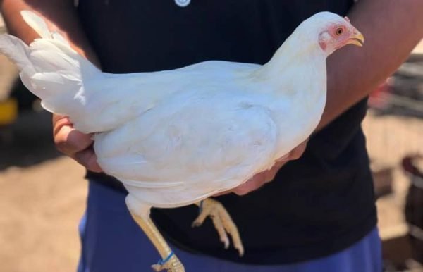 Rare Purebred White Kelso Hens For Sale - Image 2