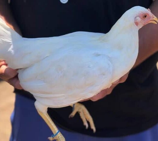 Rare Purebred White Kelso Hens For Sale