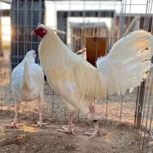 White Kelso Pair