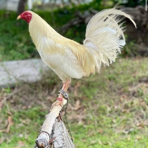 White Kelso Stag for sale