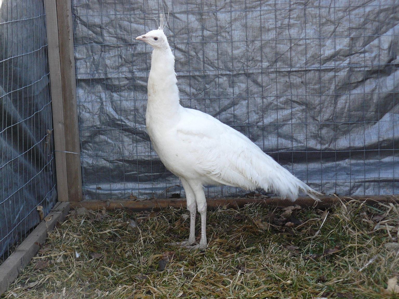 white peafowl pair for sale