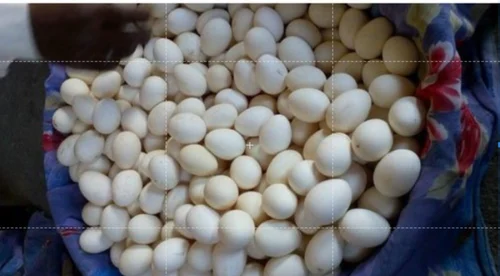 fertile White Pekin duck hatching eggs for sale