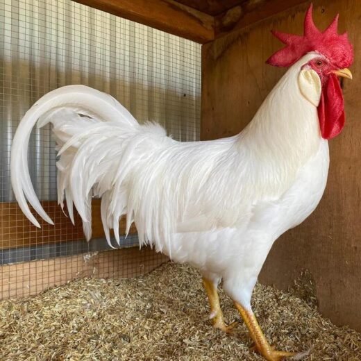 white leghorn roosters