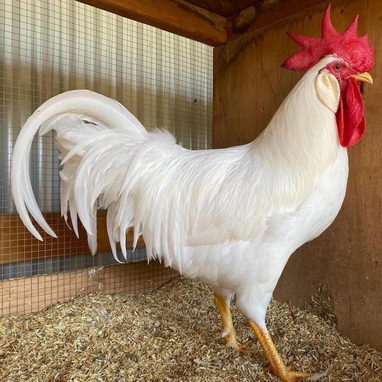 white leghorn roosters