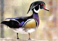 wood duck pair for sale