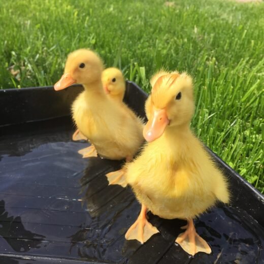 2-Week-Old Female Pekin Ducklings For Sale