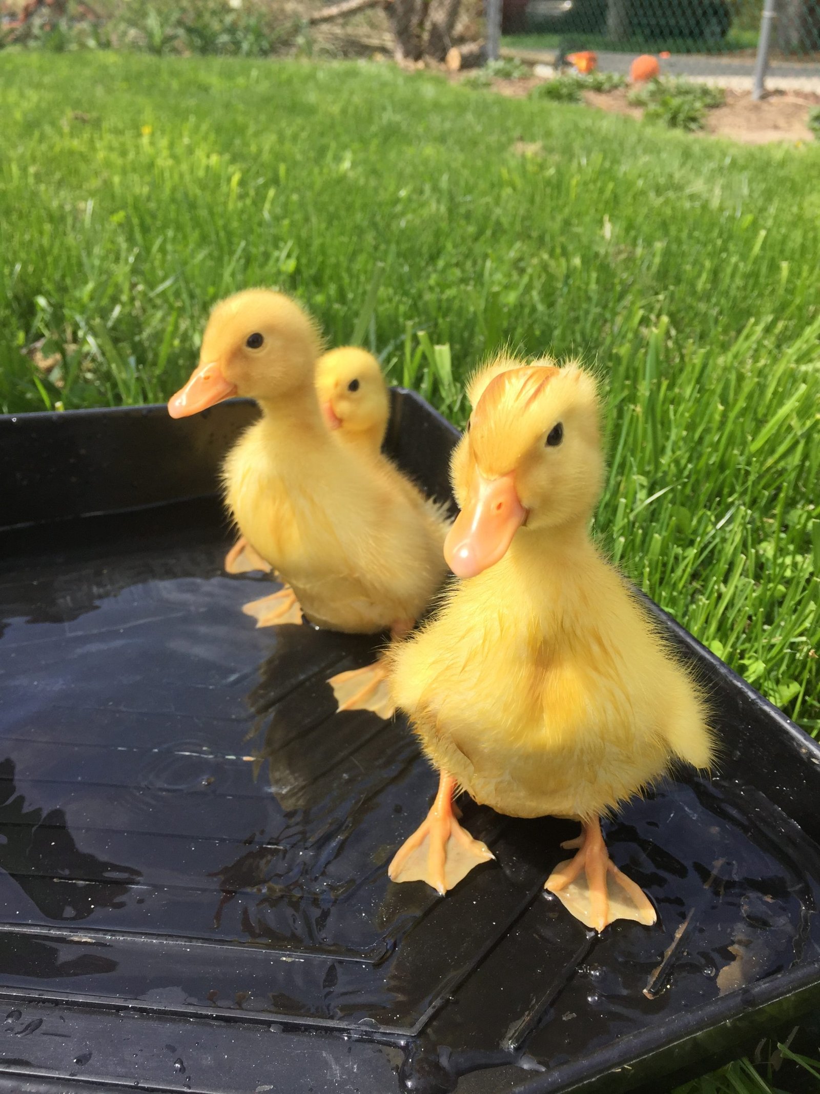 2-Week-Old Female Pekin Ducklings For Sale