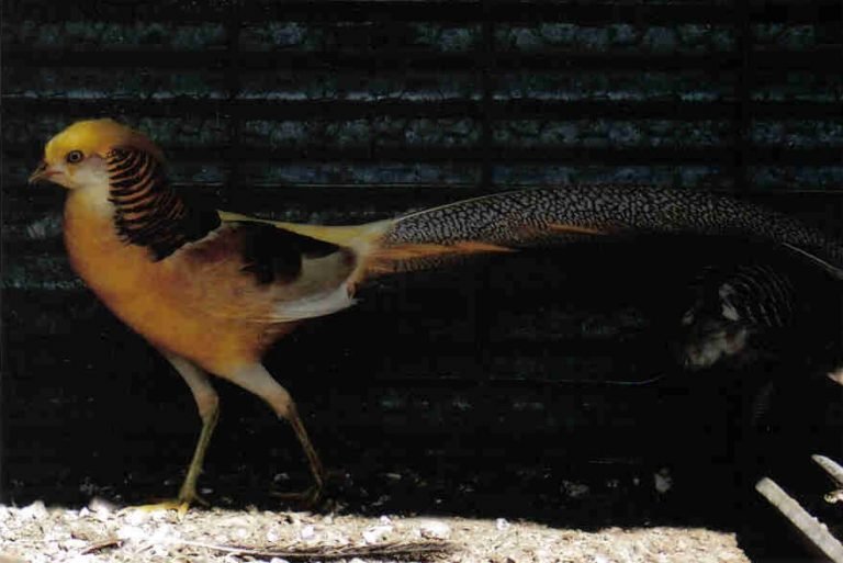 yellow golden pheasant pair for sale - Image 2