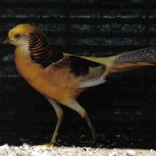yellow golden pheasant pair for sale
