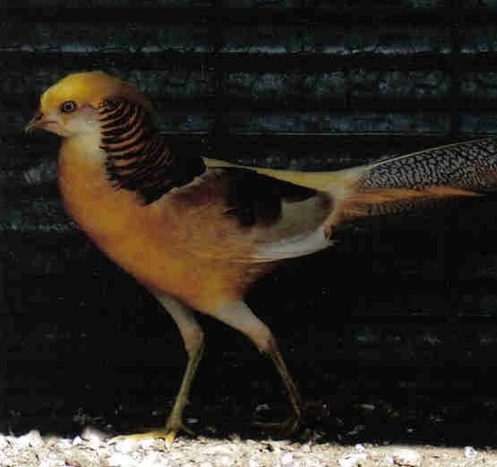 yellow golden pheasant pair for sale