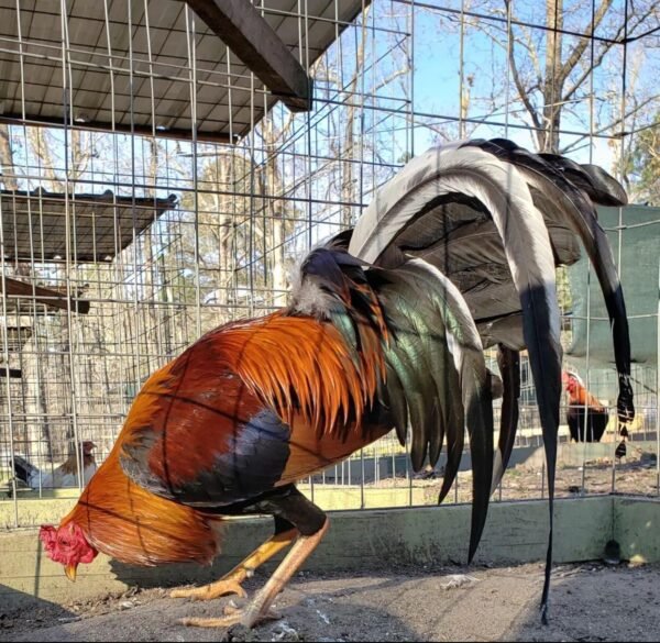 purebred Yellow Leg Hatch Albany gamefowl roosters - Image 2