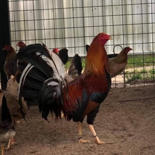 purebred Yellow Leg Hatch Albany gamefowl roosters